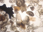 foraminiferas 2