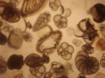 foraminiferas 3